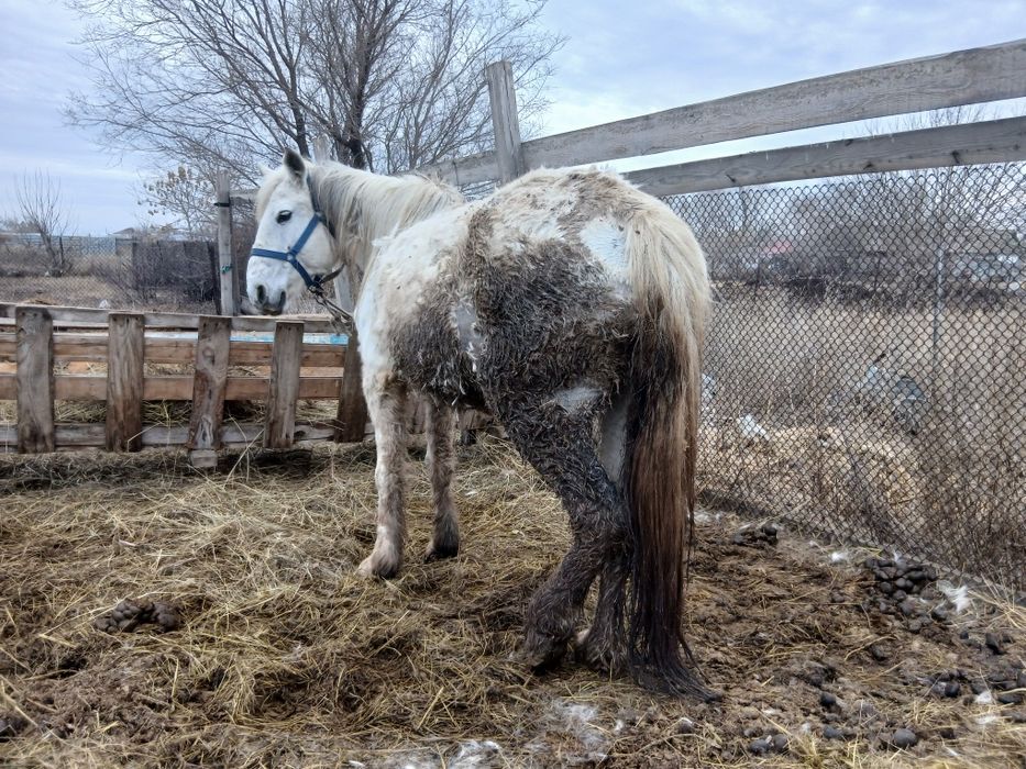 Бие ірі кобыла крупная.