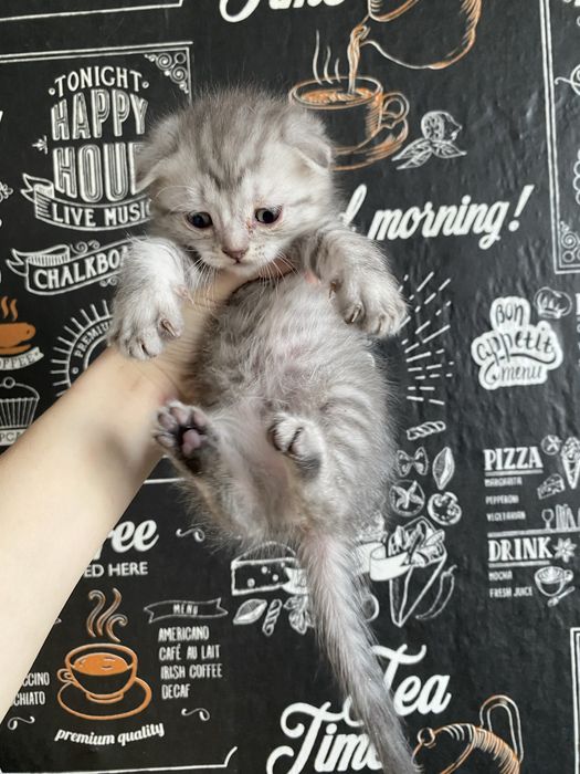 Шотландец мальчик пишите на ватсап есть небольшой торг