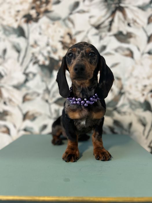 Femela teckel din parinti cu Pedigree FCI