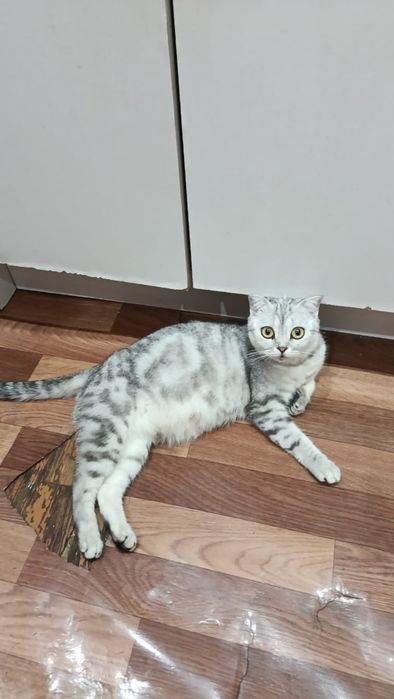 Отдам котят в добрые руки, и кошечку(маму)