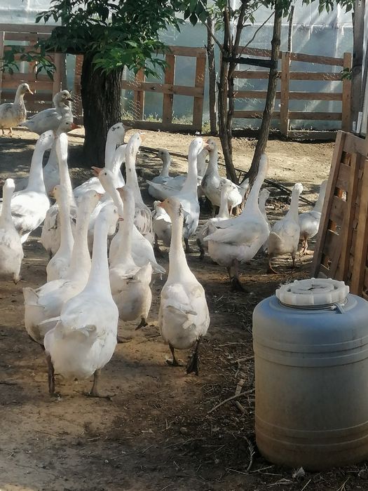 Vând Gâște albe mari