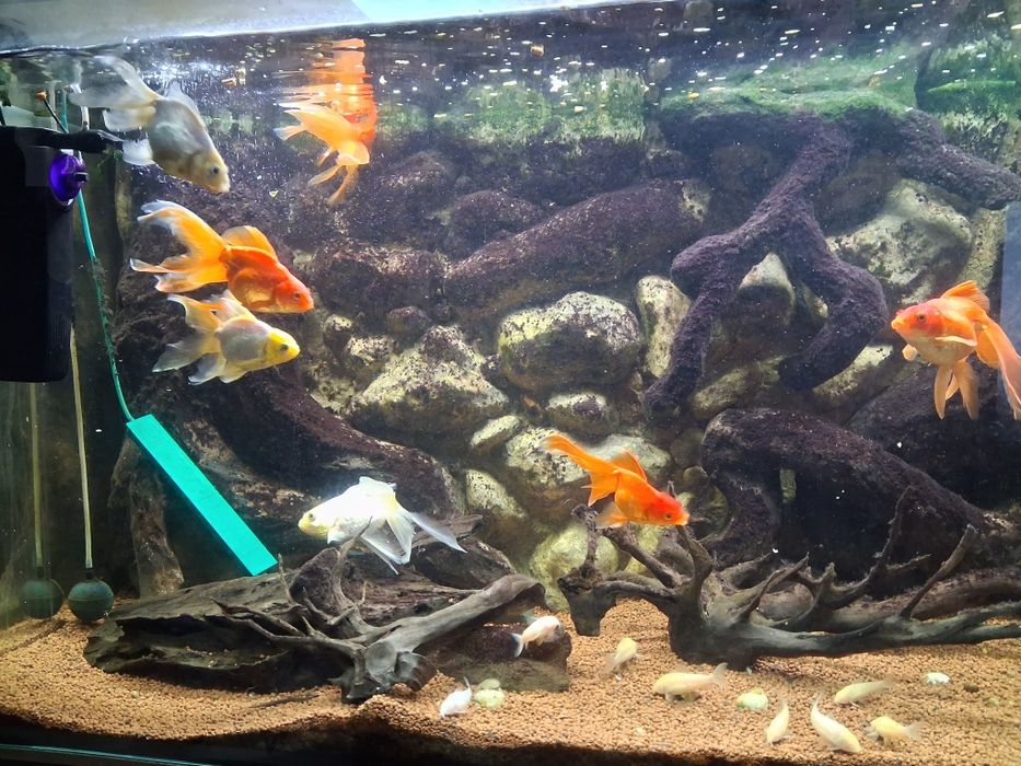 Vand acvarii 450 litri cu tot cu pesti