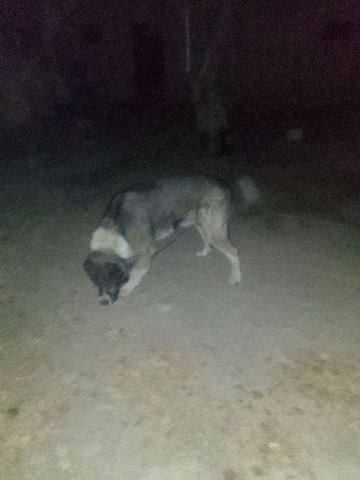 Ит сатылым да бағасы 40 мың