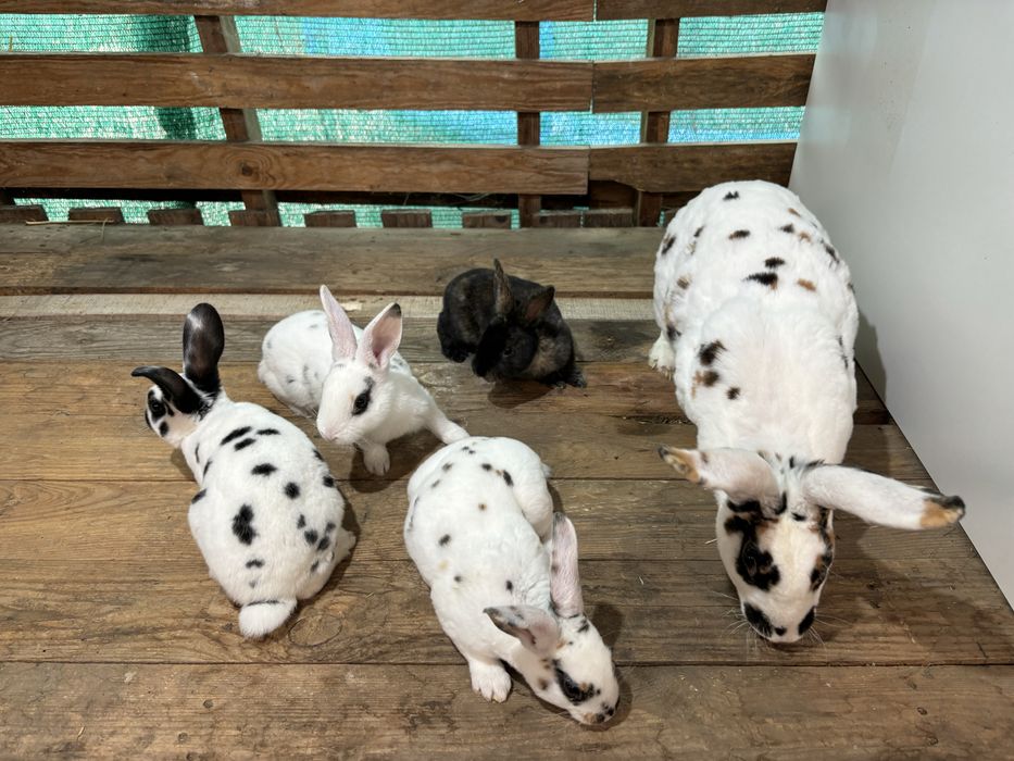 Rex tricolor si dalmatian