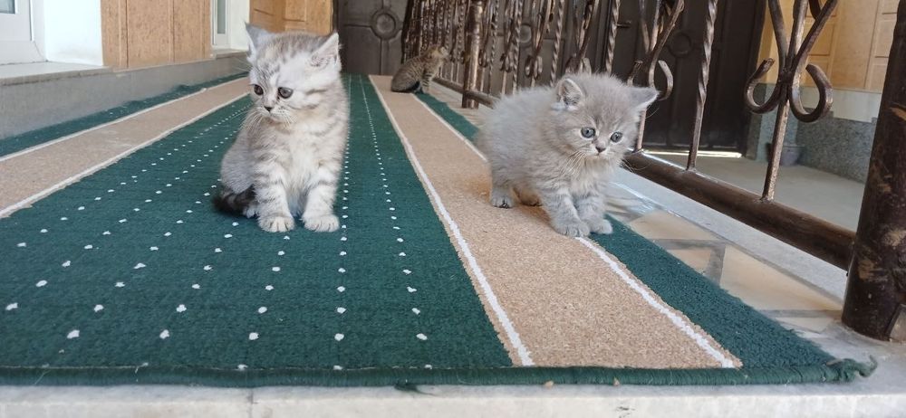 Продаются котята британская шиншилла.