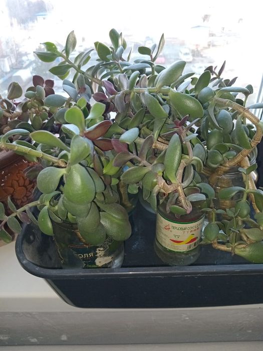 Продам отростки цветов