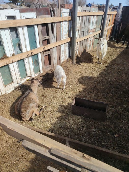 Дойные козы и козёл