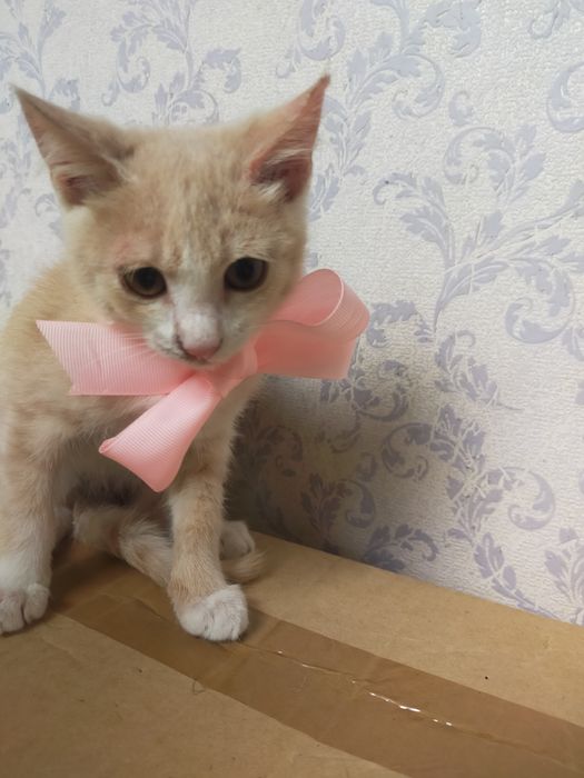 Котенок девочка в заботливые руки