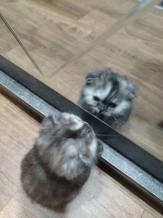 Кошечка девочка скотиш страйт, милая