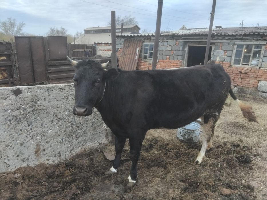 Продам крупно рогатый скот ( коров)