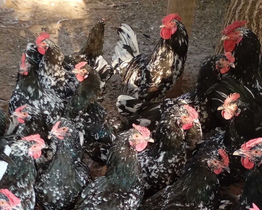 Яйцо Австролорп мраморный