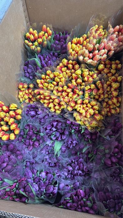 Тюльпаны Астана по выгодным ценам