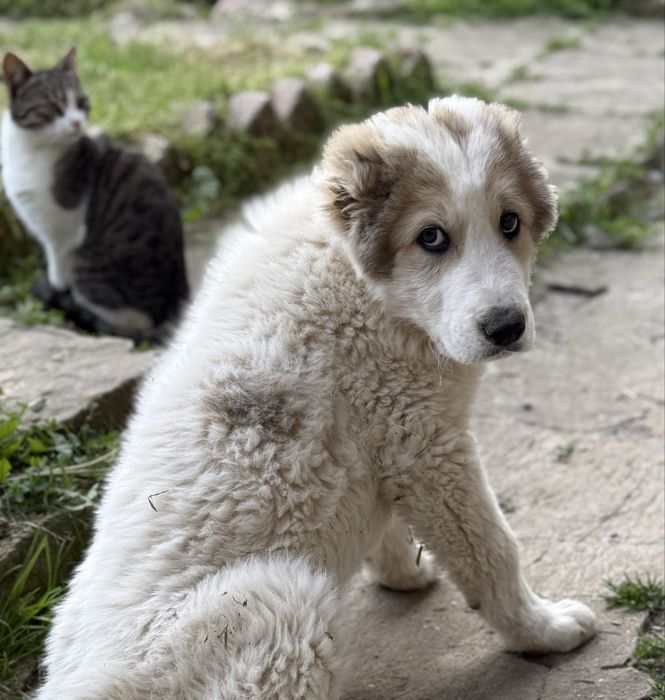 САО Алабай - мъжко