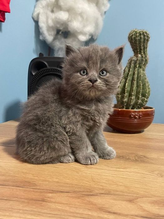 Porno kaltaklash video