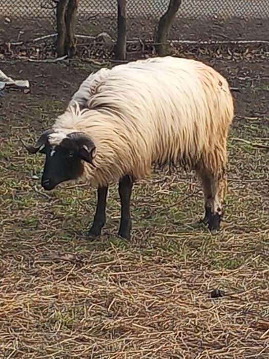 Vând berbecuț breaz