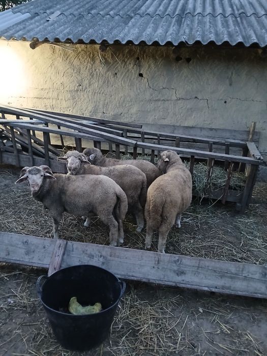 Cârlani de vanzare