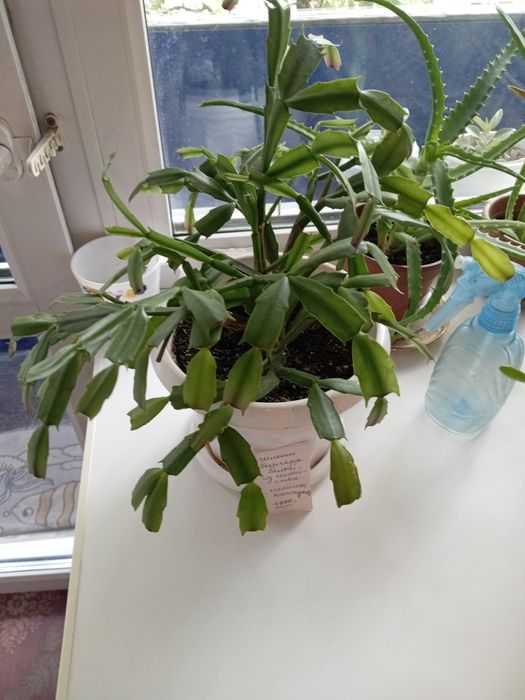 Комнатные расписания