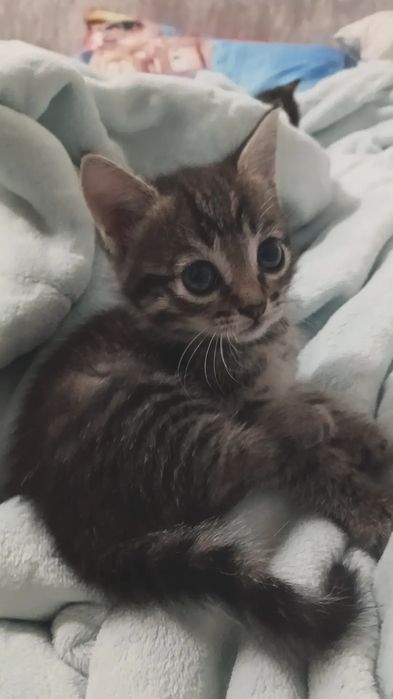 Отдам котят в добрые руки. Три котенка девочки