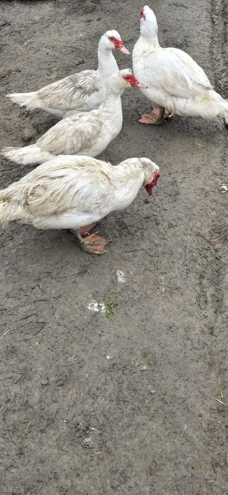 Vând rațe mute și rățoi