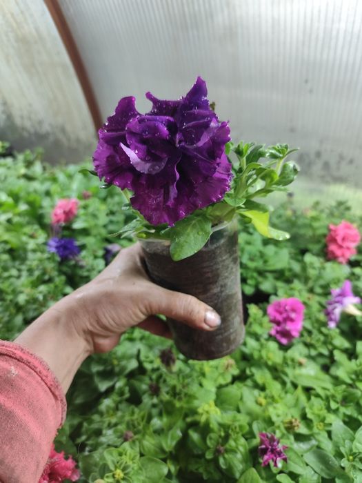 Цветы. Цветы. Цветы.