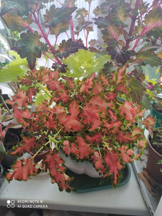 Комнатные цветы.