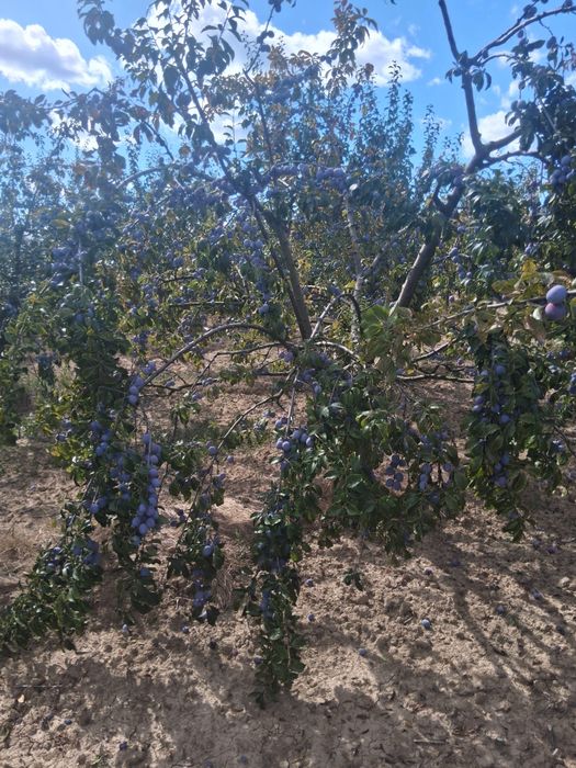 Prune de vanzare