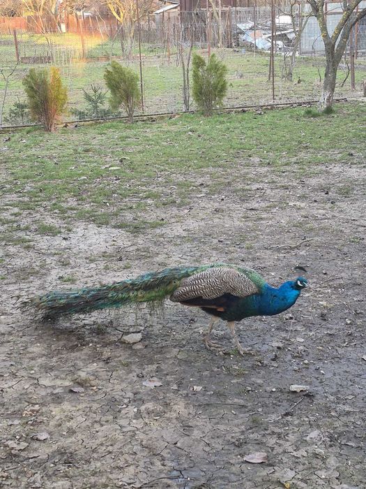 Vand paun mascul ajuns la maturitate