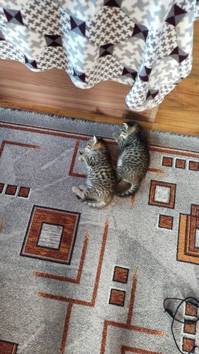 Отдам котят в добрые руки