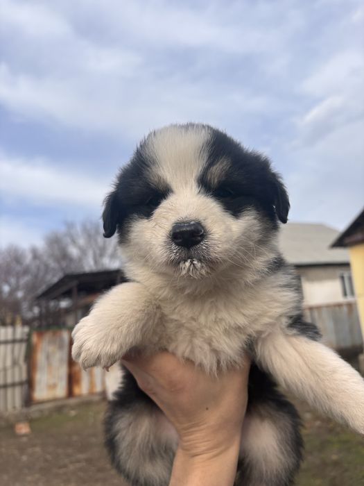 Отдам даром щенят