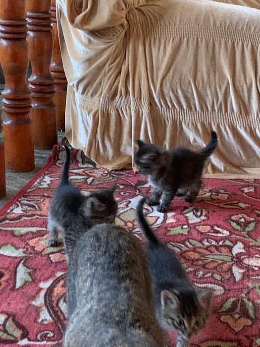 Котята, 2 месяца, отдадим даром