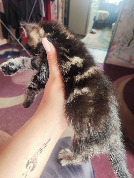 Кошечка ищет дом и заботу