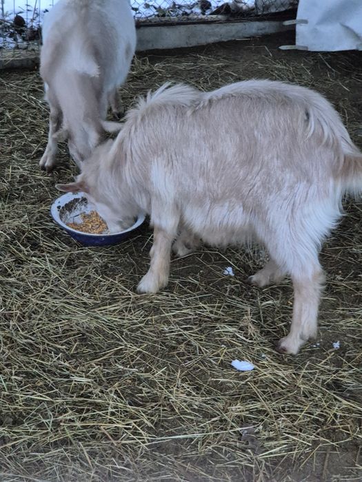 Vând  rațe si țap