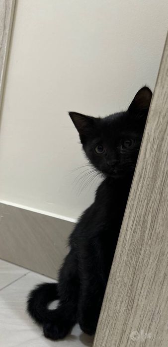 Отдаю котят в добрые руки