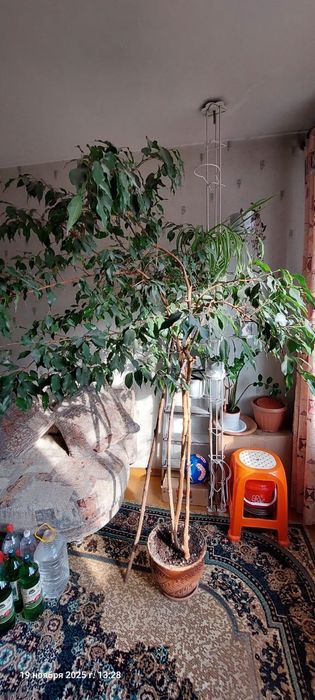 Комнатное растение Фикус Бенджамина