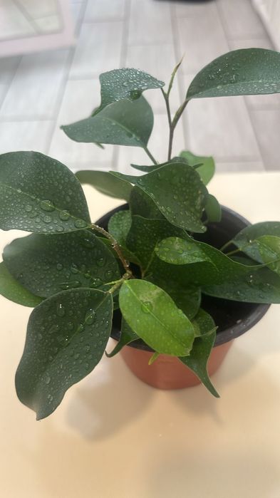 Продам бегонию и фикус