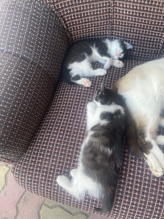 Отдам котят в хорошие руки