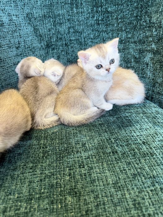 Котята вислоухие шиншиллы