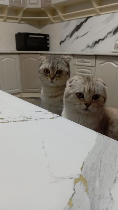 Продаются котик 2 годик Срочно.