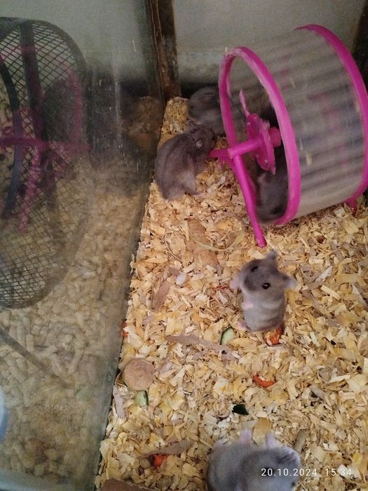 Хомячки домашние,здоровые