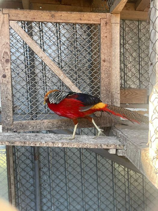 Vand fazani auriu pe rosu