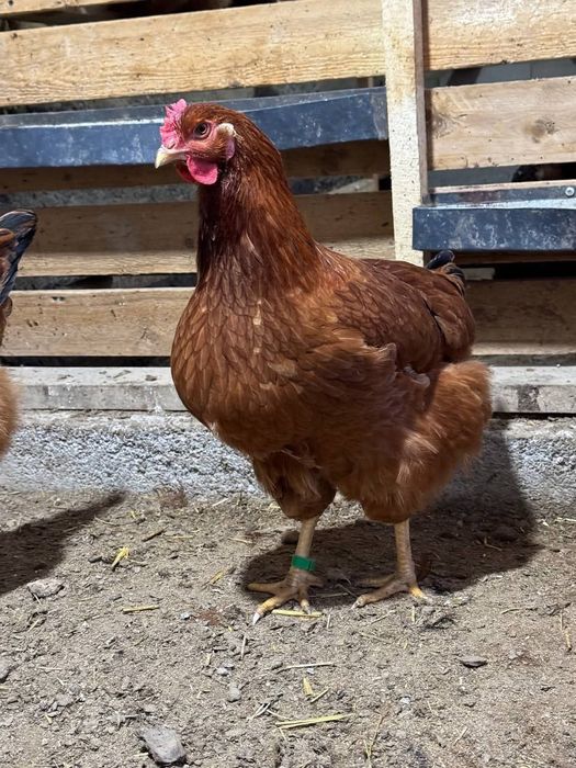 Ханхяп тухумлариги заказ оламиз