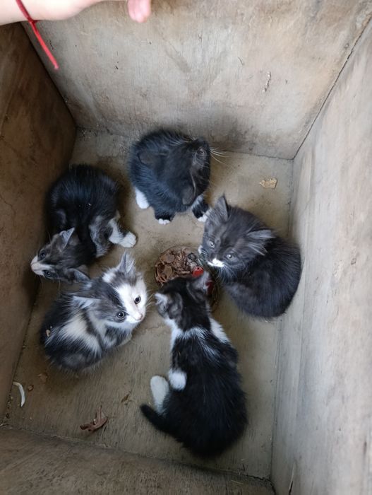 Котята  хорошие ,игривые .