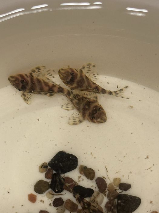 Номерные сомы L 333 Gold