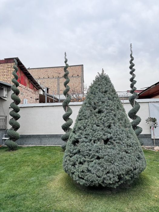 Archa kesish xizmati