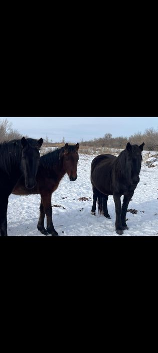 Продаю 2 молодые  Кобылы