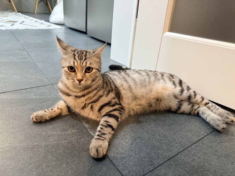 Шотладская кошечка