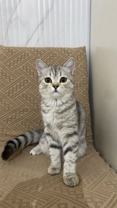 Котенок Скоттиш Страйт