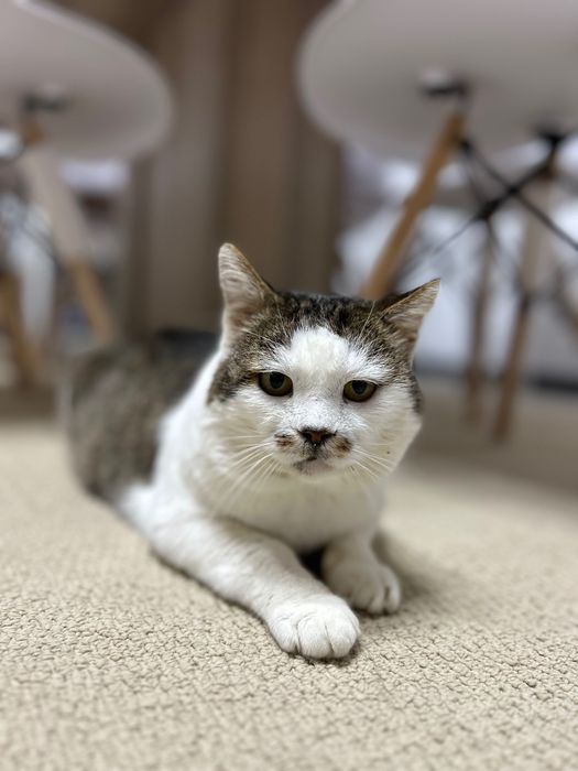 Cat sitter. - vizite la domiciliu