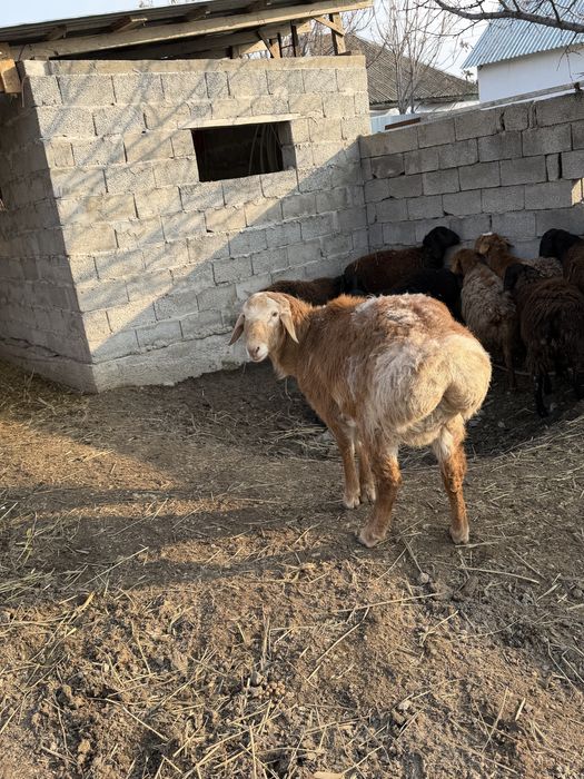 Кошкарик прямой потомок бульдозера