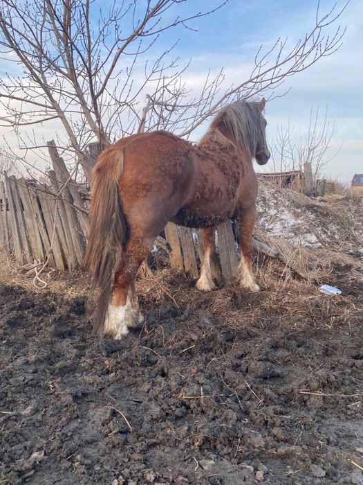 Продам тяжного жеребца